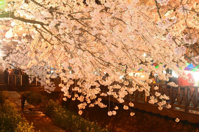 Jinhae Cherry Blossom Day trip from Busan - A Spring Adventure! - Yeojwacheon Stream and Romance Bridge: The Classic Cherry Walk First