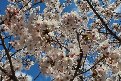 Jinhae Cherry Blossom Day trip from Busan – A Spring Adventure!