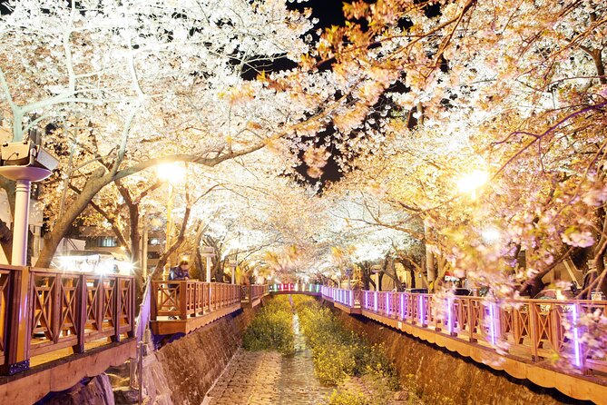 Jinhae Cherry Blossom Day trip from Busan - A Spring Adventure! - Gyeonghwa Station Cherry Blossom Road, Under Blossoms at a Permanently Closed Station