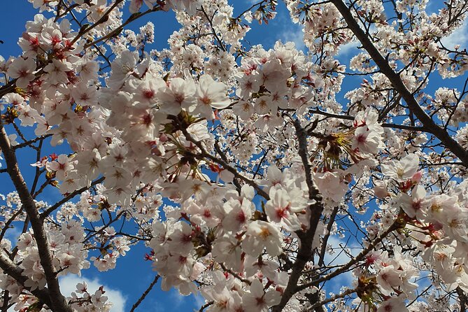 Jinhae Cherry Blossom Day trip from Busan - A Spring Adventure! - English-Only, Licensed Guide, and Why It Matters on a Long Spring Day