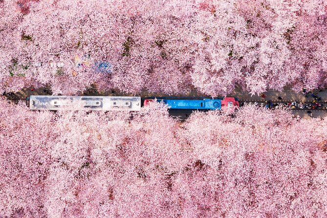 Jinhae Cherry Blossom Festival Gyeonghwa Stn Day Tour from Busan - Key points before you go