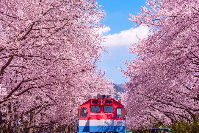 Jinhae Cherry Blossom Festival Gyeonghwa Stn Day Tour from Busan - Busan to Jinhae, without the stress tax