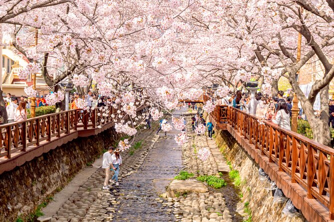 Jinhae Cherry Blossom Festival Gyeonghwa Stn Day Tour from Busan - Yeojwacheon Stream and Romance Bridge: best river-time visuals