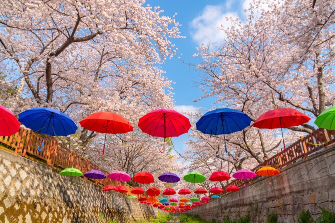 Jinhae Cherry Blossom Festival Gyeonghwa Stn Day Tour from Busan - How the 10 to 11 hour day actually plays out