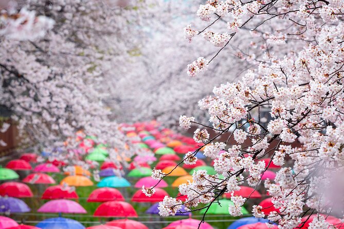 Jinhae Cherry Blossom Festival Gyeonghwa Stn Day Tour from Busan - Price and value: paying for the ride, not just the view