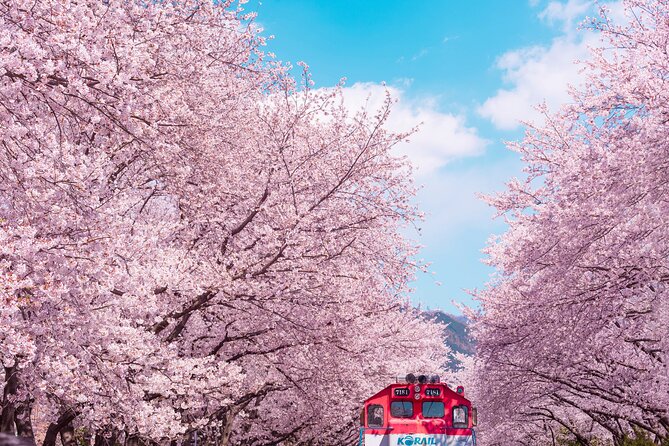 Jinhae Cherry Blossom Festival Gyeonghwa Stn Day Tour from Seoul - Key Highlights to Know Before You Go