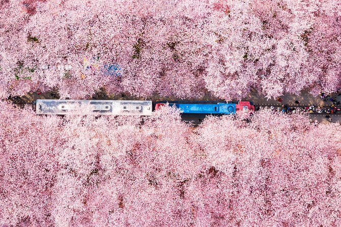 Jinhae Cherry Blossom Festival Gyeonghwa Stn Day Tour from Seoul - Why Jinhae Cherry Blossoms Feel Different From Other Stops