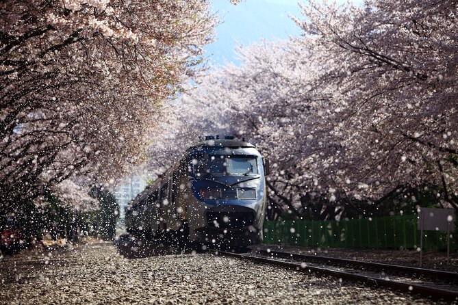 Jinhae Cherry Blossom Festival Gyeonghwa Stn Day Tour from Seoul - Stop 2: Gyeonghwa Station Cherry Blossom Road and the Flower-Lined Track Walk