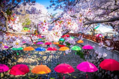 Jinhae Cherry Blossom Festival Gyeonghwa Stn Day Tour from Seoul