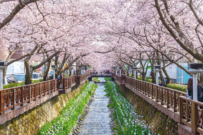 Jinhae Cherry Blossom Festival Gyeonghwa Stn Day Tour from Seoul - Free Time and the Jinhae Gunhangje Festival Atmosphere