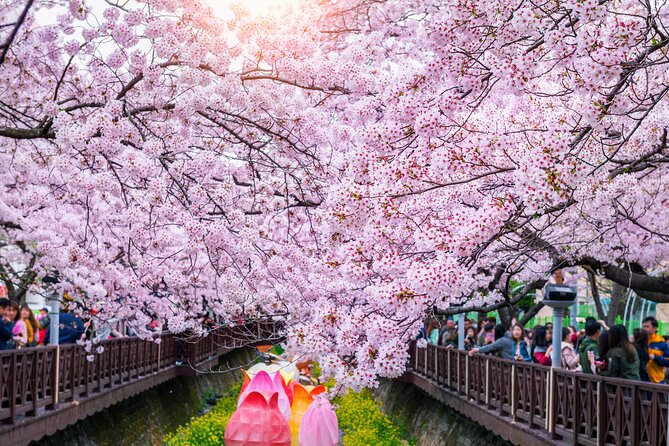 Jinhae Cherry Blossom Festival Gyeonghwa Stn Day Tour from Seoul - Timing Reality: why 16 to 17 Hours Can Feel Tight