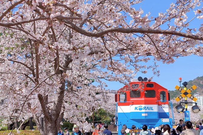 Jinhae Cherry Blossom Festival Gyeonghwa Stn Day Tour from Seoul - Price and Value: what $66.53 really buys you