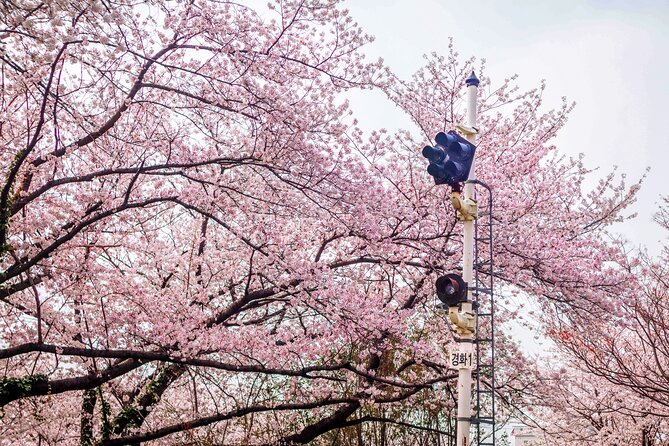 Jinhae Cherry Blossom Festival Gyeonghwa Stn Day Tour from Seoul - What to Pack so the Day Feels Easier