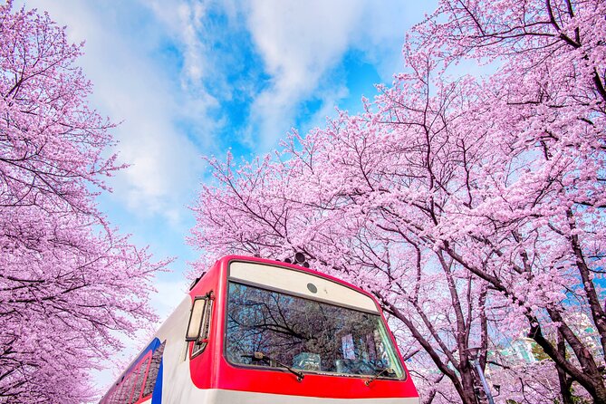 Jinhae's Cherry Blossoms Shuttle Bus depart from Seoul/Busan - Key things to know before you go