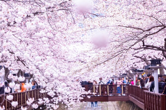 Jinhae's Cherry Blossoms Shuttle Bus depart from Seoul/Busan - Your day plan: a 12-hour shuttle that moves at a festival pace