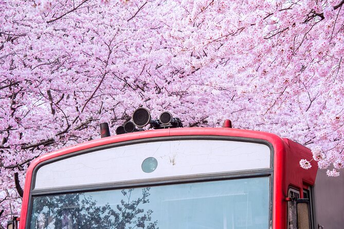 Jinhae's Cherry Blossoms Shuttle Bus depart from Seoul/Busan - Town Naval Port Festival, Yusawa River Sakura Bridge, and Kyohe Station