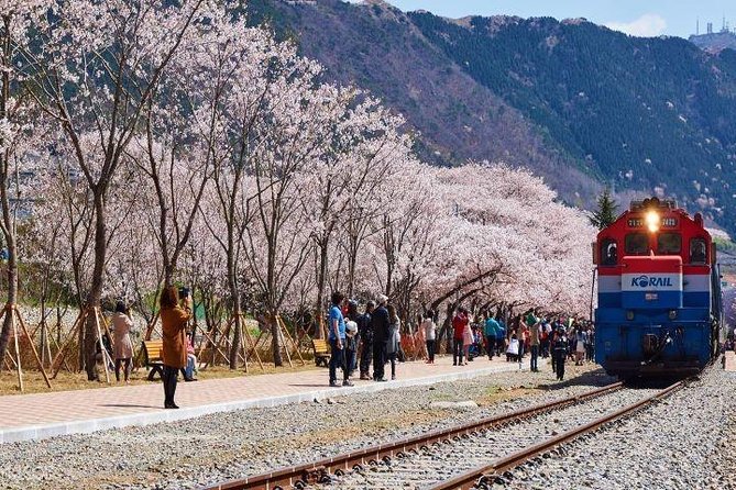 Jinhae's Cherry Blossoms Shuttle Bus depart from Seoul/Busan - The guide makes the difference: Yumi, Katherine, and your language support