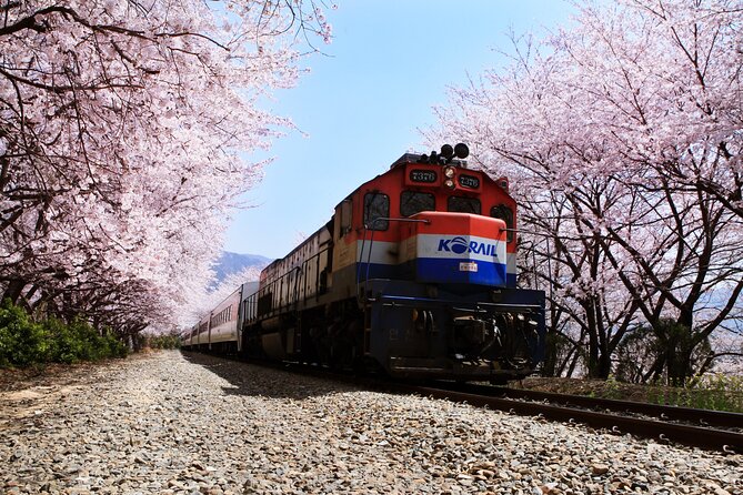 Jinhae's Cherry Blossoms Shuttle Bus depart from Seoul/Busan - Comfort, group size, and how to survive a festival day