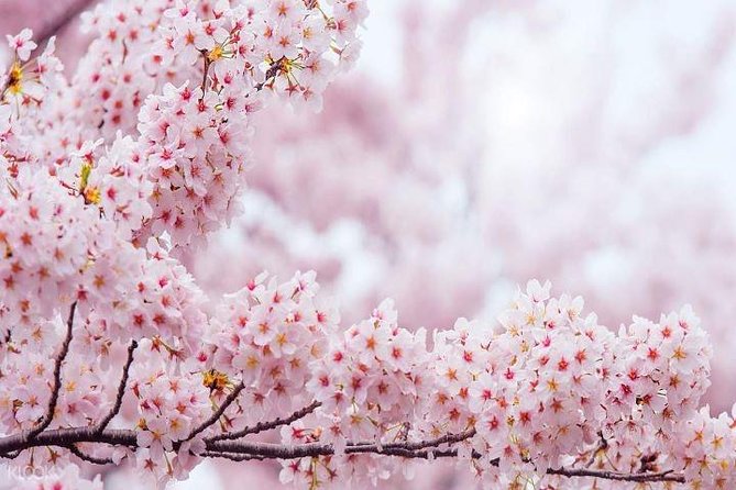 Jinhae's Cherry Blossoms Shuttle Bus depart from Seoul/Busan - Weather and bloom timing: the one factor you cannot control