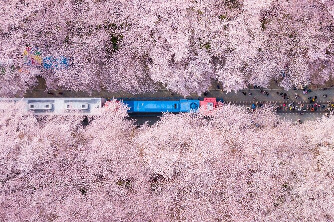 Jinhae's Cherry Blossoms Shuttle Bus depart from Seoul/Busan - Value and what your $59 actually covers