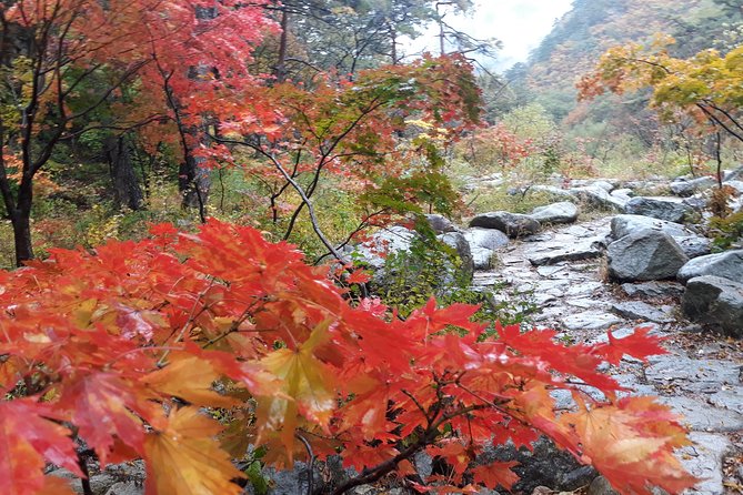 Mt. Seorak+Nami Island+Garden of Morning Calm Day Trip from Seoul - What the $95.18 price covers, and what you should budget for