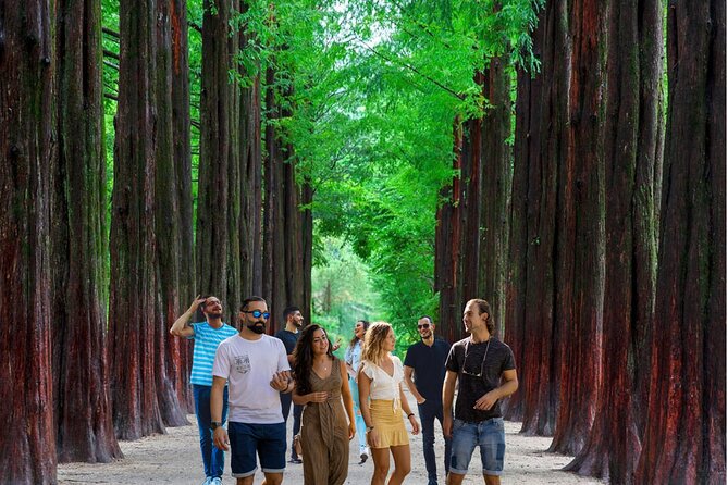 Nami Island & Garden of Morning Calm & Gangchon Railbike Tour - Garden of Morning Calm: up to 10,000 bulbs and the key to enjoying it