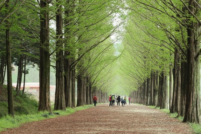 Nami Island& Petite France& Garden of Morning Calm& Italian Village One-Day Tour - Nami Island: tree-lined paths, Winter Sonata energy, and how to enjoy the 2 hours