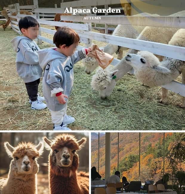 Nami Island, Railbike & Alpaca Garden Day Trip from Seoul - Key takeaways before you go