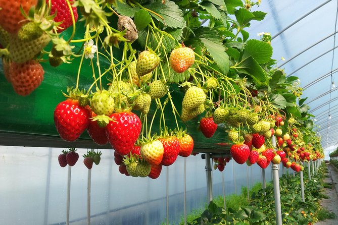 [Perfect Private Tour] Nami island, Petite France and Organic Strawberry Farm - Lunch and pacing: how to make 9 to 10 hours feel doable