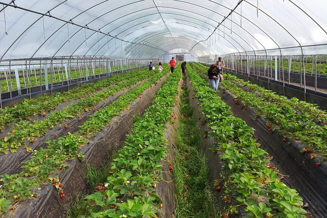 [Perfect Private Tour] Nami island, Petite France and Organic Strawberry Farm - Guides, photos, and comfort when the plan meets real weather