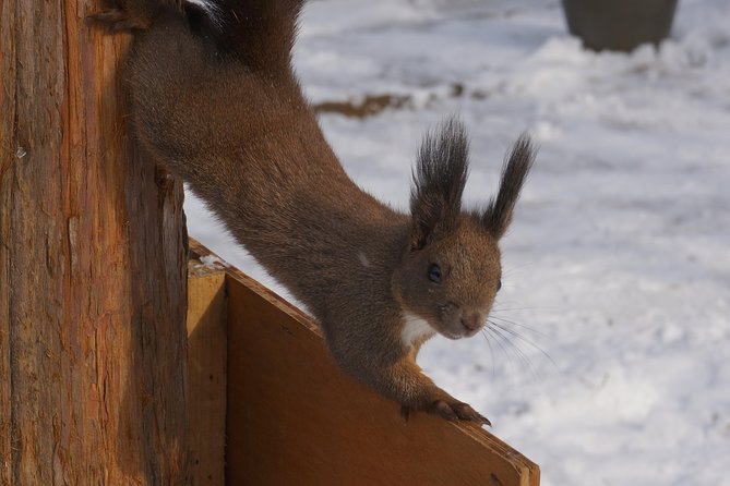 Private Tour: Nami Island& (Alpaca World 'or' Morning Calm)&Lunch - Price and logistics: what you really get for $226 per person