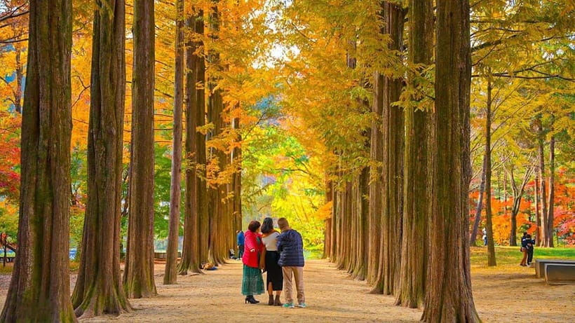 [Private Tour] Nami Island+Morning calm Garden+Petite France - Key things to know before you go