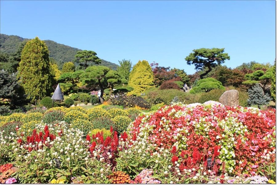 [Private Tour] Nami Island+Morning calm Garden+Petite France - Pacing a 10-hour day: how to make all three stops work