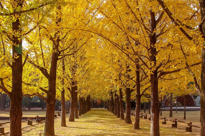 (Private tour) Nami Island + Railbike + Garden of morning calm - Tickets, Transport, and What’s Actually Included