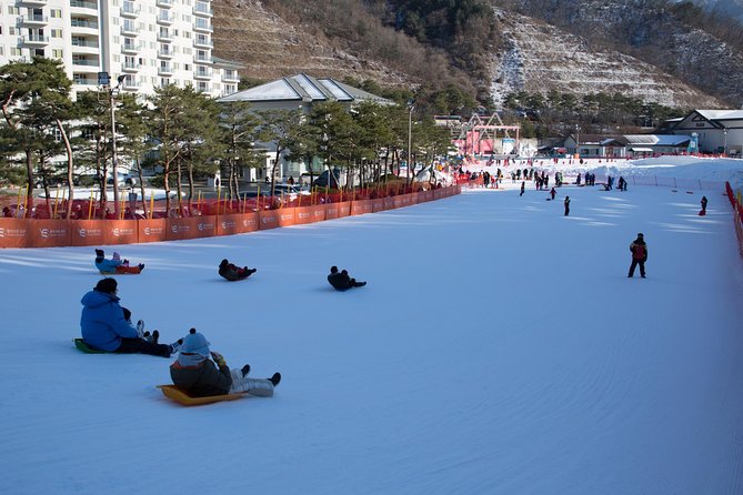 [Private Tour] Nami Island & Snow Viewing and Snow sled (More Members Less Cost) - A Smart Winter Day Out of Seoul: Nami Island Plus Snow Time