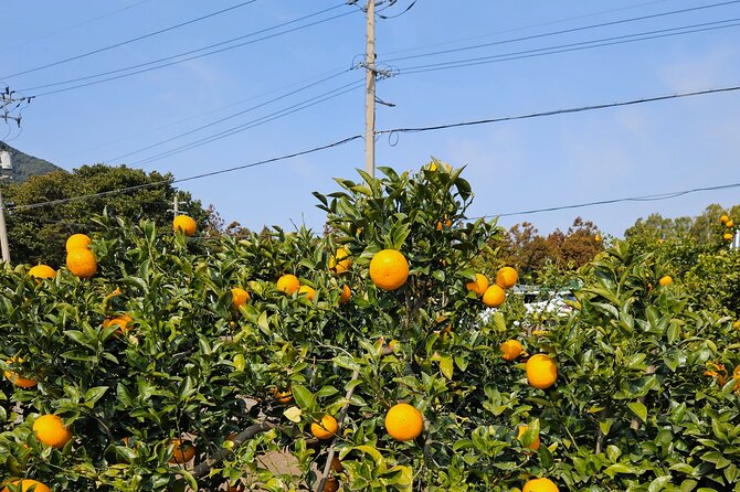Private Tour South and West Jeju Island with Experienced Driver - O’sulloc Tea Museum: the easy reset between viewpoints