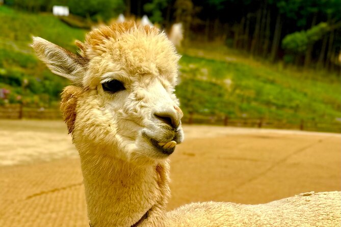 Private Tour to Alpaca world &Nami Island& Railbike with Tickets - Who this tour fits best (and who should rethink it)