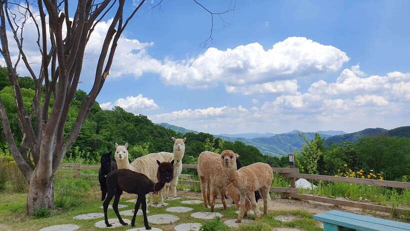 Seoul: Alpaca, Nami, Morning Calm or Eobi (+Rail Bike) - The $90 Price and the 12.5-Hour Value Test
