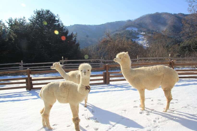 Seoul: Alpaca, Nami, Morning Calm or Eobi (+Rail Bike) - Alpaca World: One Hour with Fluffy Friends in the Forest