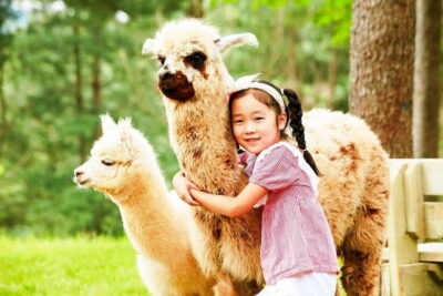 Alpaca, Nami, Morning Calm or Eobi (+Rail Bike)