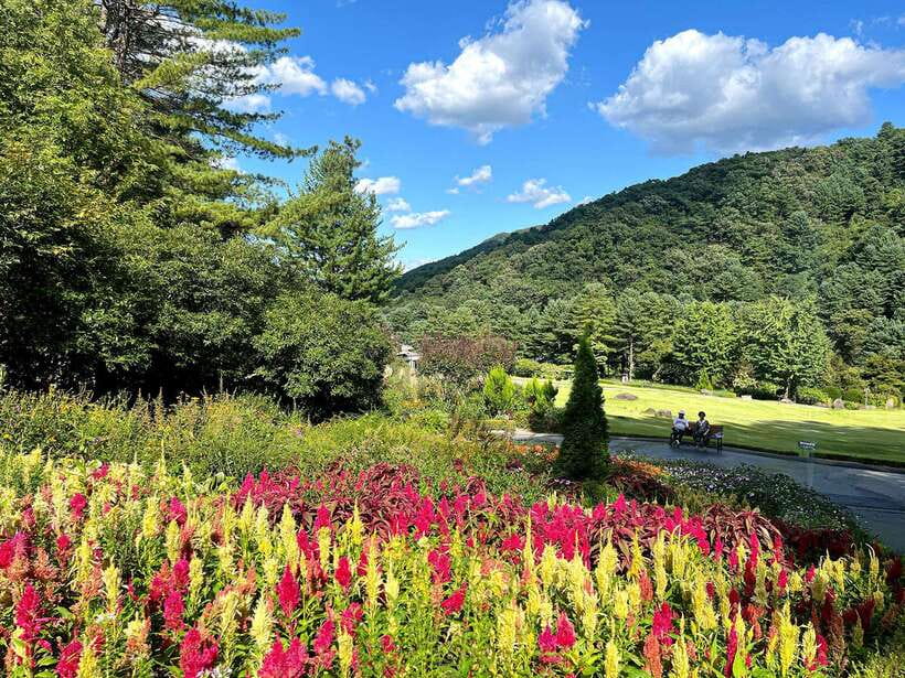 Seoul: Alpaca World and Nami Island (with Garden / Railbike) - How this day runs from Seoul without feeling chaotic