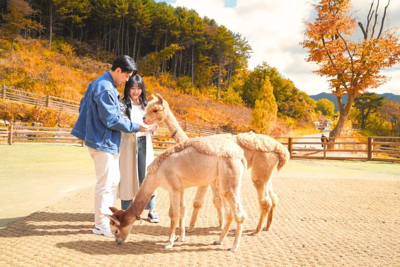 Seoul: Alpaca World and Nami Island (with Garden / Railbike) - Nami Island: a slow stroll through drama-style scenery and art