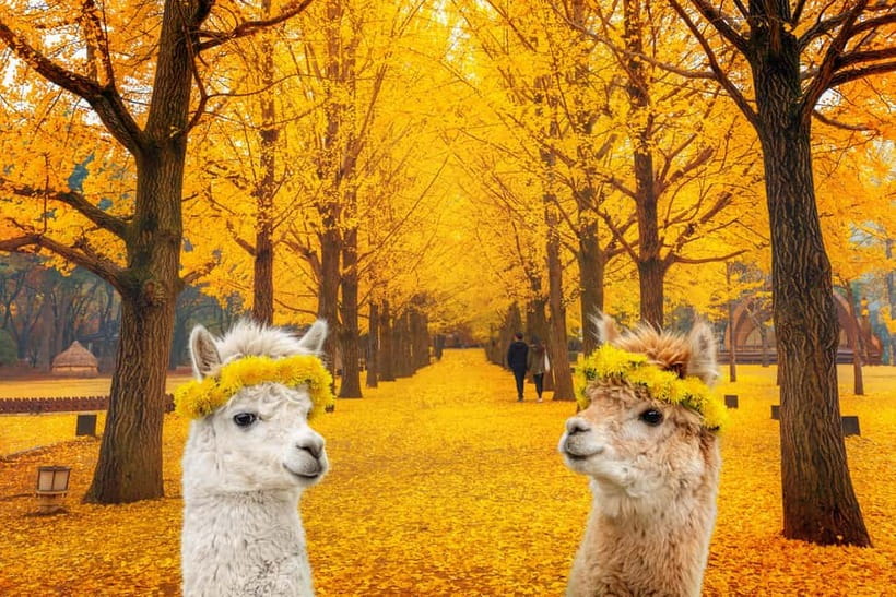 Seoul: Alpaca World & Nami Island (+Gangchon Railbike) - Key Highlights You Should Actually Care About