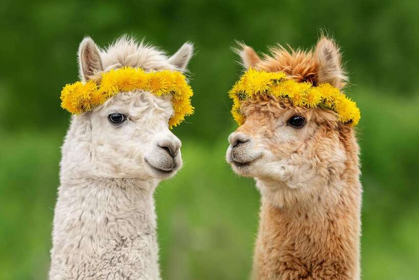 Seoul: Alpaca World, Railbike & Vivaldi Park Experience Tour - Key highlights you will actually feel in your day