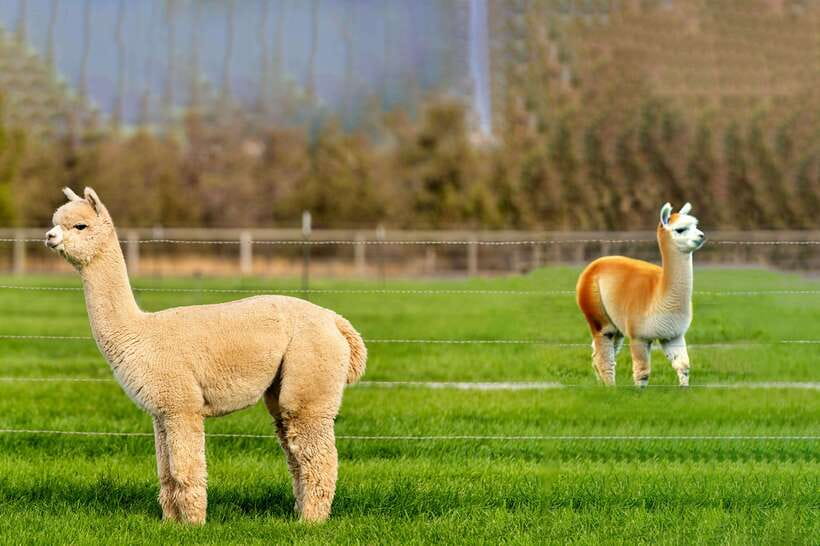 Seoul: Alpaca World, Railbike & Vivaldi Park Experience Tour - Getting out of Seoul: pickup points and a long-but-manageable schedule