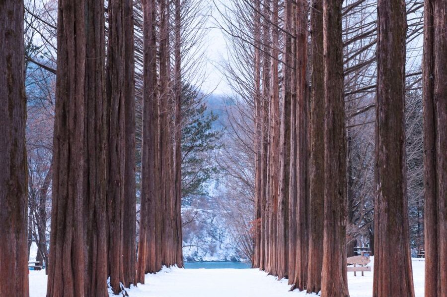 Seoul: Elysian Gangchon Winter Ski with Nami Island Day Tour - Nami Island in winter: what that snow walk feels like