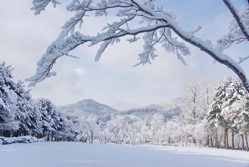 Seoul: Elysian Gangchon Winter Ski with Nami Island Day Tour - Price and what you actually get for around $35