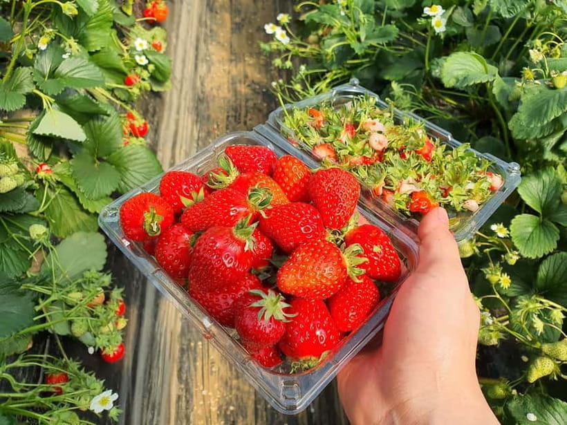 Seoul: Eobi Valley(Winter), Strawberry, Nami Island and Bike - Price and value around $88: what you are really paying for