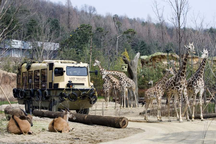 Seoul: Everland Theme Park Admission Ticket with Transfer - 8.5 Hours of Everland Fun: Rides, Gardens, Festivals, and the Zoo