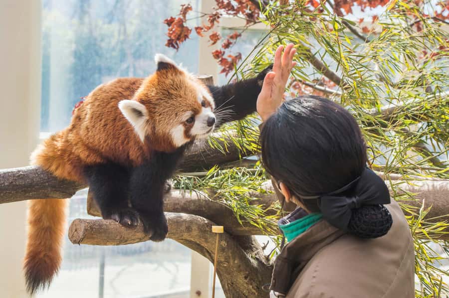 Seoul: Everland Theme Park Admission Ticket with Transfer - What’s Included, What Costs Extra, and Money-Smart Tips